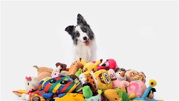 Border Collies können sich Begriffe zwei Jahre lang merken Border Collie Max nahm an einer Studie mit Spielzeug teil. Auch nach zwei Jahren erinnerte er sich noch an die Begriffe.