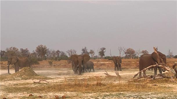 Fluch oder Segen: Hat Botsuana zu viele Elefanten? Botsuana im südlichen Afrika hat geschätzt 130.000 wilden Elefanten.