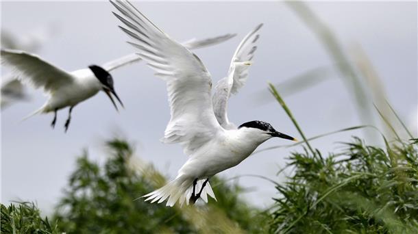 Brandseeschwalbe ist Seevogel des Jahres 2023 Brandseeschwalben haben ein weißes Gefieder, silbergraue Oberflügel, einen schwarzen Schnabel mit gelber Spitze und einen schwarzen Federschopf.