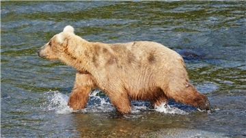 Braunbärin Grazer ist die massige Gewinnerin des diesjährigen „Fat Bear“-Wettbewerbs in Alaska.