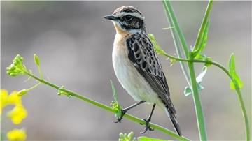 Braunkehlchen gehören zu den Verlierern intensiver Landwirtschaft. Die kleinen Singvögel sind sehr selten geworden, auch in der Wesermarsch. Die Naturschutzorganisation NABU hat das Braunkehlchen zum Vogel des Jahres gekürt.