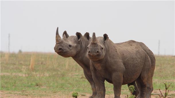Für Biodiversität: Millionäre investieren in Afrikas Natur Breitmaulnashörner auf der privaten Nashornaufzucht von J. Hume in Südafrika. Der südafrikanische Eigentümer des größten Nashornzuchtprojekts der Welt will seine Farm weitergeben.