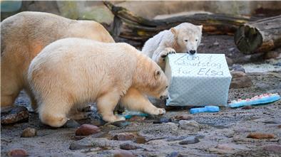 Bremerhavens Eisbärenzwillinge Anna und Elsa feiern ihren ersten Geburtstag. Gemeinsam mit Mutter Valeska machen sie sich über Geschenke und Fischtorte her, die die Pfleger ihnen ins Gehege gestellt haben.