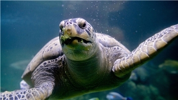 Brokkoli zählt zur Leibspeise von Meeresschildkröte Ernie im Aquarium Wilhelmshaven. 