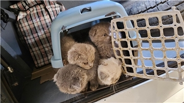 Bundespolizisten fanden Katzenbabys dicht gedrängt in Transportboxen im Kofferraum eines Reisebusses.
