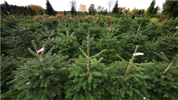 Weihnachtsbaum leicht teurer - Nordmanntanne am beliebtesten Bundesweit werden dem Verband zufolge jährlich zwischen 23 und 25 Millionen Weihnachtsbäume verkauft. (Archivfoto)