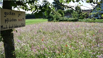 Bunte Wiese und Pflanzen