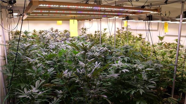 Erste Cannabis-Ernte - Kommunen sollen kontrollieren Cannabis-Pflanzen wachsen in den Räumen des Anbauvereins Cannabis Social Club in Ganderkesee.