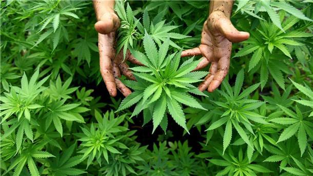 Mein Sohn kifft - was tun? Expertenrat am Telefon Cannabis-Pflanzen zum Eigenverbrauch sind Teil des Legalisierungsvorstoßes.