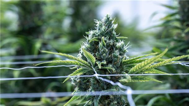 Verbände fordern Stopp der Legalisierung von Cannabis Cannabis soll im Betäubungsmittelgesetz von der Liste der verbotenen Substanzen gestrichen werden.