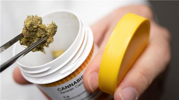 Legalisierung light bringt Cannabis-Firmen in Bedrängnis Cannabisblüten zur medizinischen Behandlung.