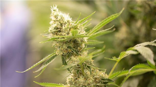 „Reinheitsgebot“ bei Cannabis - Verband fordert Standards Cannabispflanzen könnten künftig nach vorgeschriebenen Standards angebaut werden.