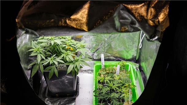 Cannabis: Kommunen fordern Klarheit über Zuständigkeiten Cannabispflanzen verschiedener Sorten stehen in einem Aufzuchtszelt.