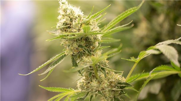 Lauterbach plant Gutachten zu Cannabis-Legalisierung Cannabispflanzen wachsen im Blüteraum eines Pharmaunternehmens.
