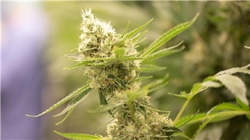 Cannabispflanzen wachsen in einem Blüteraum eines Pharmaunternehmens.