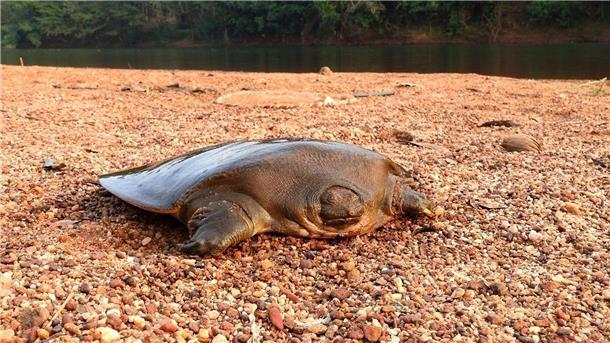 Extrem seltene Schildkröte in Indien entdeckt Cantors Riesen-Weichschildkröten sind in Flüssen Süd- und Südostasiens heimisch.