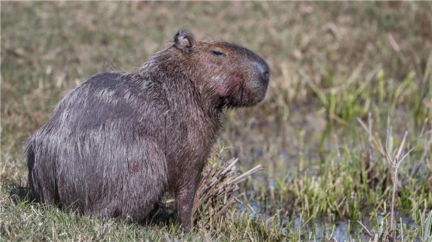 Capybara und andere Wildtiere wurden bei der Operation beschlagnahmt. (Archivbild)