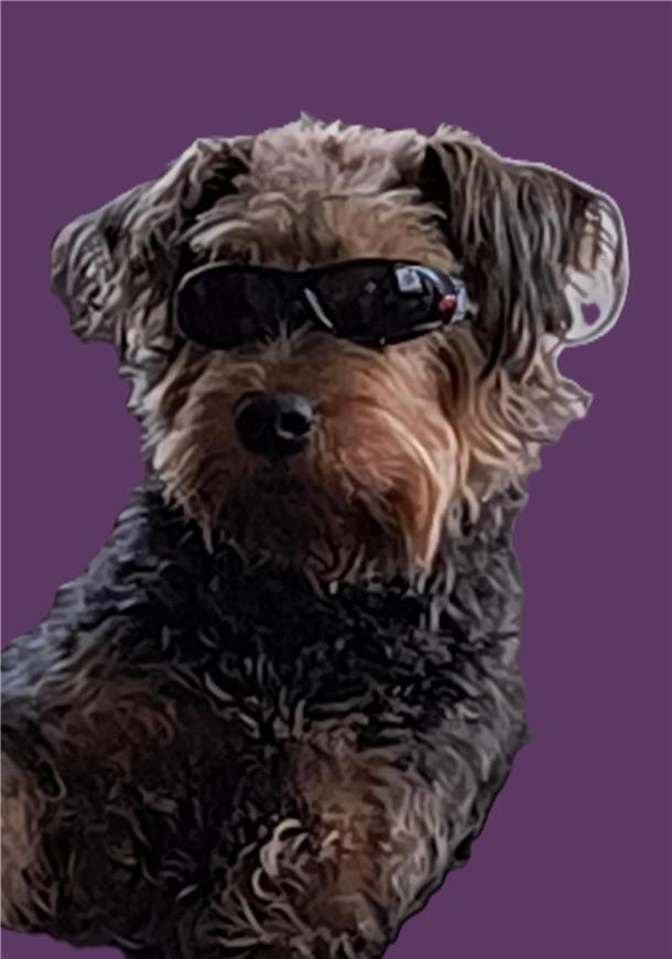 Cassie, ein Heideterrier, lebt seit über neun Jahren bei ihrer Menschenfamilie. ...