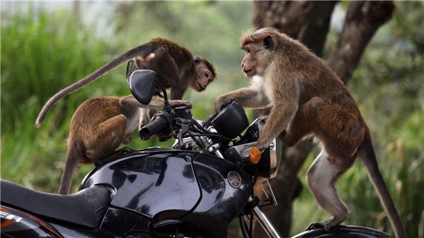 Sri Lanka erwägt Export von 100.000 Affen nach China Ceylon-Hutaffen spielen auf einem Motorrad in Sri Lanka.