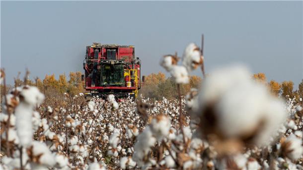 China wirft US-Modekonzern Diskriminierung vor und ermittelt China wirft PVH vor, Baumwolle und andere Produkte aus Xinjiang gemieden zu haben. (Symbolbild)