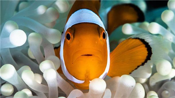 Clownfische leben im Schutz von Seeanemonen.