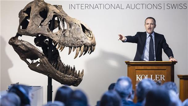 Seltenes T. rex-Skelett für Millionensumme versteigert Cyril Koller, Geschäftsleiter des Auktionshauses Koller, gestikuliert neben dem Kopf eines T-Rex-Skeletts während einer Auktion des Auktionshauses Koller.