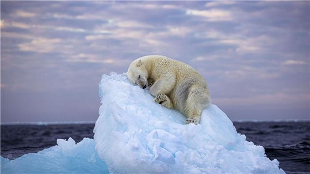 Da muss man schon Eisbär sein, um hier im norwegischen Svalbard-Archipel so gemütlich schlummern zu können. Das Foto von Nima Saikhani hat den Publikumspreis des Wettbewerbs „Wildlife Photographer of The Year“ des Londoner Natural History Museums gewonnen.
