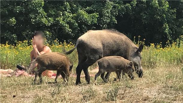 Da war der Badegast ziemlich überrascht: Ein Wildschwein mit seinem Nachwuchs auf einer Badewiese am Teufelssee im Berliner Grunewald.