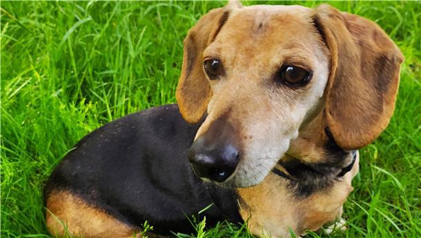 Dackel Waddi war ein ganz besonderer Fall für Tierheim-Leiterin Sabrina Wulff. 
