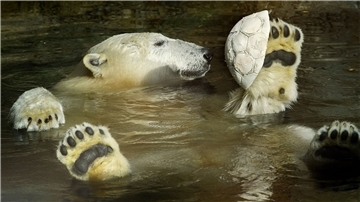Eisbär schwimm rücklings im Wasser