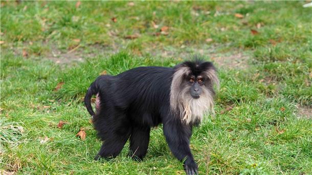 Bartaffe aus Leipziger Zoo gestohlen Das 15 Jahre alte Bartaffenweibchen Ruma ist gestohlen worden.