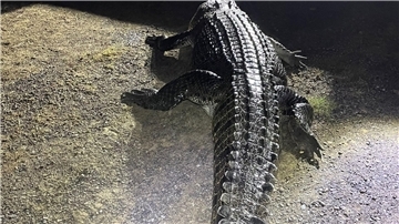Das 4,2 m lange Krokodil, das an einem Fluss einen Mann angegriffen und dann dessen Hund getötet hat.