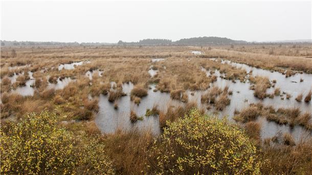 Das Ahlenmoor ist mit einer Fläche von rund 40 Quadratkilometern das größte Hochmoor im Landkreis Cuxhaven und gehört - neben dem Teufelsmoor - zu den größten Mooren Niedersachsens.
