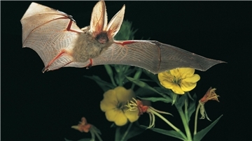 Eine Fledermaus im Flug.