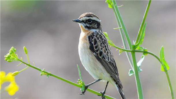 Das Braunkehlchen wurde 2022 von Naturschutzverbänden zum „Vogel des Jahres“ gekürt.