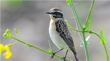 Das Braunkehlchen wurde 2022 von Naturschutzverbänden zum „Vogel des Jahres“ gekürt.