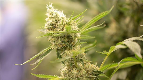 Das Bundesgesundheitsministerium will unter anderem mit Cannabis-Legalisierung den Schwarzmarkt eindämmen.