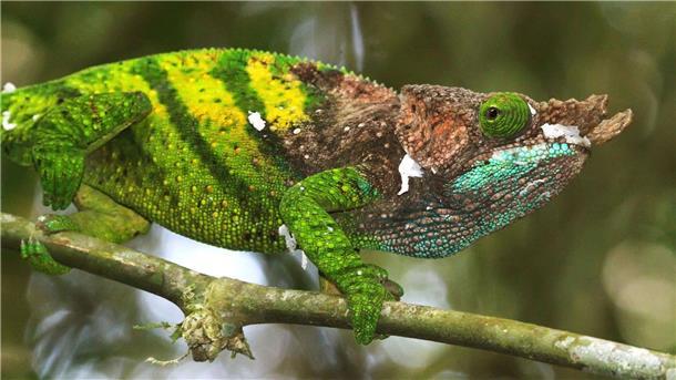 Inselreptilien verschwinden, bevor man sie überhaupt kennt Das Chamäleon von O’Shaughnessy lebt nur in Madagaskar.