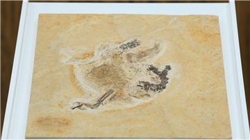 Das Dinosaurier-Fossil des Ubirajara jubatus: Es stammt aus der Kreidezeit und lebte vor etwa 110 bis 115 Millionen Jahren.