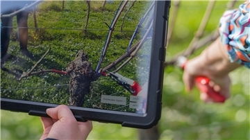 Das Display eines Tablets zeigt die Punkte, an dem die Rebe beschnitten werden soll.