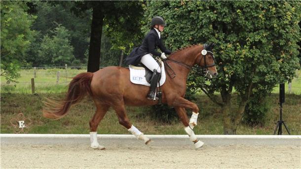 Das Dressurturnier des Reitvereins Hahnenknoop auf der Reitsportanlage BP in Hahnenknoop verzeichnet erfolgreich 15 Pferde und Ponys, die sich für das Bundeschampionat qualifiziert haben. Auf dem Foto: Jessica Erbst, Prüfung am Sonntag, Siegerin der Dressur in der Klasse S.