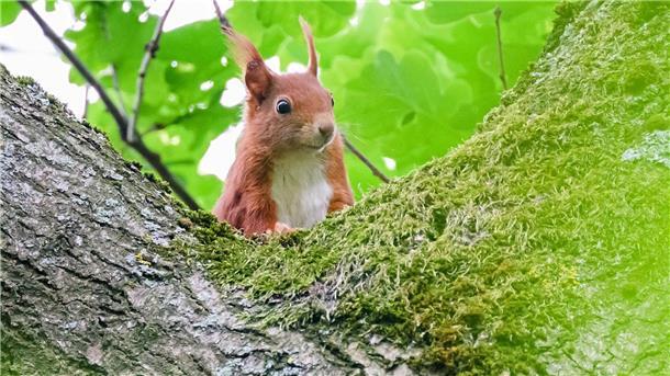 „Katteker“ und „Boomhacker“: Wie heißen Waldtiere auf Platt? Das Eichhörnchen heißt übersetzt auf Plattdeutsch „Katteker“. (Symbolbild)