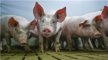 Das Ende eines Förderprogramms für den tierwohlgerechten Umbau der Schweinehaltung stößt auf Kritik in Niedersachsen. (Archivfoto)