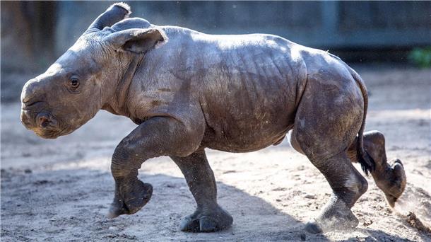 Breitmaulnashorn-Baby erobert Außengehege Das erst wenige Tage alte weibliches Nashornbaby erkundet erstmals die Außenanlagen im Schweriner Zoo.