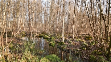 Hochmoor