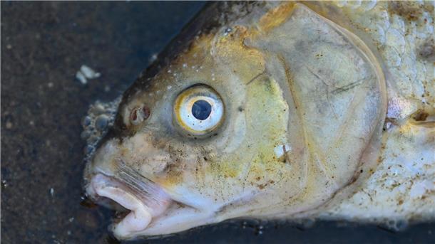 Das Fischsterben im Kreis Rotenburg hat dramatische Ausmaße angenommen.