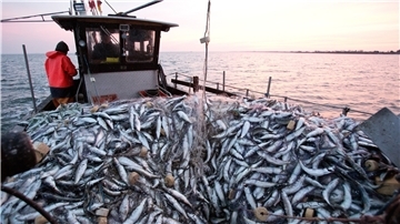 Ein Kutter voll mit Fischen.