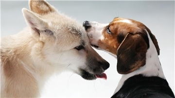 Das Foto zeigt einen geklonten Polarwolf (l) und einen Beagle, der die Leihmutter des Polarwolfs ist.