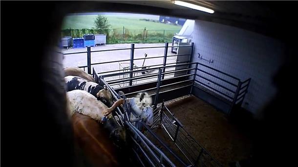 Blick in einen Schlachthof. Ein Mitarbeiter traktiert ein Rind mit einem Elektrotreiber.