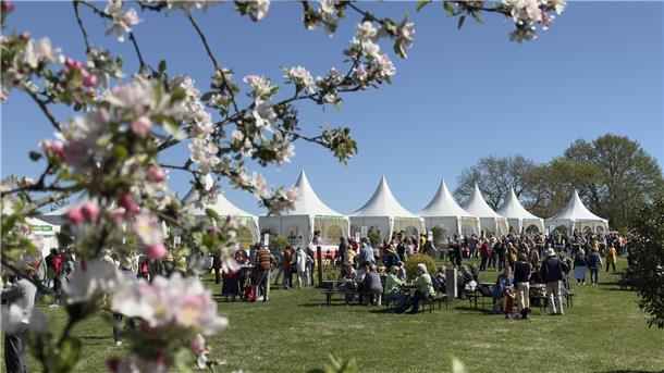 Viele Besucher sitzen vor Zelten auf einer Wiese mit blühenden Kirschbäumen.